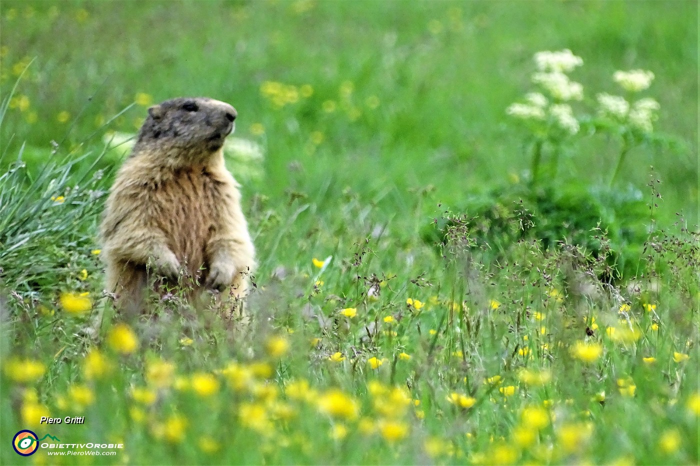 94 Marmotta in sentinella tra il verde dei pascoli ai Piani dell'Avaro.JPG